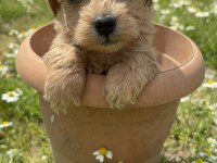 Morkie yavrular