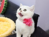 Safkan Scottish Fold ve Straight yavrular Catteryden