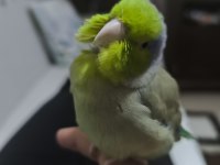 Erkek Forpus Evcil Ele Alışık