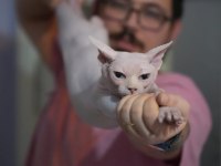 Sphynx Kitten | Russian Bloodline