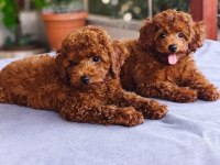 TOY POODLE KÖPEKLER