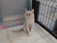 Lilac british shorthair kedimiz