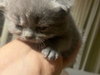 Masrafına scottish fold
