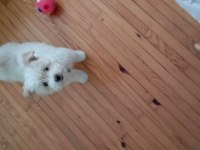 Maltipoo Yavru