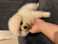 Pomeranian beyaz orange her renk yavru mevcuttur