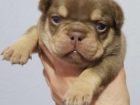 New Shade Rojo and Tan Erkek French Bulldog Yavrumuz