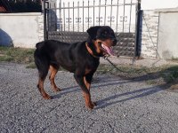 PASAPORTU olan AŞILARININ hepsi tamamlanmış erkek rottweiler