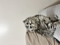 Scottish fold yavrularımız