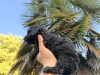ÖZEL RENK TEACUP POODLE WC (PET) EĞİTİMLİ