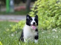 Border collie yavru köpekler