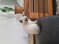 British shorthair kedimiz