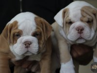 SİTENİN EN RENKLİ BULLDOG YAVRULARI