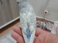Jumbo yavrum