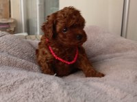 Kore kan red dark ve apricot orjinal poodle yavrular