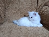 British longhair silverpoint kızımız