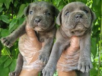 Orjinal Blue Cane Corso İtaliano