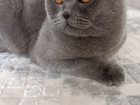 11 aylık scottish fold