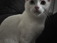 4 Aylık British Shorthair ODD EYE