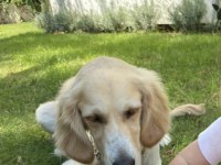 Ücretsiz Sahiplendirme - GOLDEN BELLA