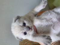 Süper Kalite Scottish Fold Yavrular