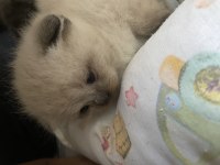 British longhair 5 adet yavrum