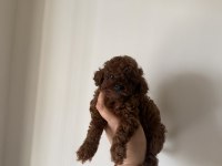 En Özelini İsteyen Dark Redbrown Teacup Poodle yavru