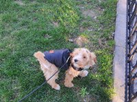 4 aylık maltipoo yavru