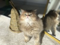 Safkan golden british longhair