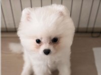 Aşıları tam cipi var yavru POMERAİNAN BOO