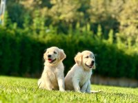 Golden Retriever Yavruları Istanbul     