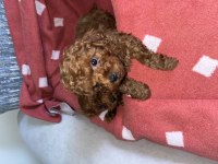 OYUNCAK BOY SAF KORE TOY POODLE BEBEKLERİMİZ