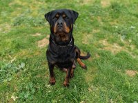 A Kalite Dişi Rottweiler