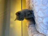 Orjinal british shorthair yavruları