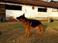 ALMAN (ÇOBAN) KURDU YAVRULARI MÜKEMMELİ ARAYANLARA