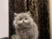 AYI SURAT BRITISH LONGHAIR YAVRULARIM 