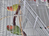 2 çift sevda papağanı
