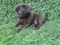 PUG MOPS CREM VE SİYAH