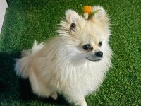 Pomeranian boo 1 yaşında erkek