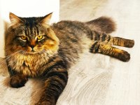2 YAŞINDA BABALIK TECRÜBELİ FULL AŞILI BAKIMLI ASALET KEDİM