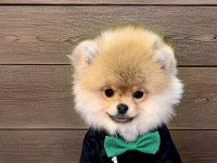 Antalya safkan pomeranian boo yavruları