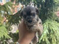 Schnauzer tatlışşş bebişleer