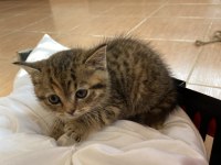 Adana içi acil sahiplendirme british shorthair melezi