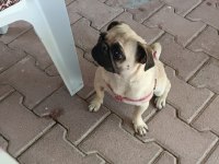 Sahibinden dişi pug