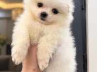 MİNİ BOY POMERANİAN BOO