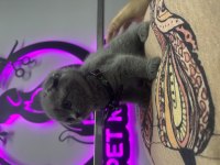 40 günlük dişi scottish fold yavrumuz