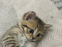 British shorthair bebeğim sahiplendirilecektir