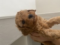 Toy Poodle Erkek