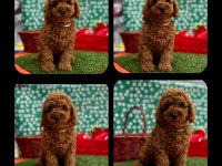 ERKEK TOY POODLE