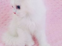 Kar beyaz british longhair mavi gözlü yakışıklı