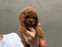 SAĞLIK VE IRK GARANTİLİ TOY POODLE